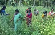 തൃശൂരിൽ കൃഷിയിൽ നേട്ടം കൊയ്ത് ഒരു സംഘം വനിതാ കർഷകർ