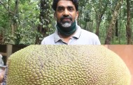 തൂക്കം 51.5 കിലോഗ്രാം; ഗിന്നസ് ബുക്കിൽ കയറാൻ കേരളത്തിൽ നിന്നൊരു ചക്ക