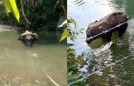 ആന കൊല്ലപ്പെട്ട സംഭവം: മലപ്പുറം സ്വദേശി അറസ്റ്റിൽ