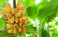 കൊരട്ടി കൃഷിഭവനിൽ വിതരണത്തിനായി ഫലവൃക്ഷതൈകൾ