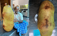 ആനവലുപ്പത്തില്‍ ഒരു ചക്ക; എറണാകുളം ജില്ലയില്‍ ഇത് ഒന്നാമത്