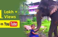'എന്റെ കൊരട്ടി'  യൂട്യൂബ് ചാനലിലെ  ഇമ്മണി ബല്യ ആനക്കു ഒരു ലക്ഷം കാഴ്ച്ചക്കാർ
