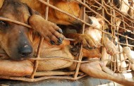 നാഗാലാൻഡിൽ പട്ടിയിറച്ചി വിൽക്കുന്നതും പാകം ചെയ്യുന്നതിനും നിരോധനം