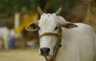 ഗോവധം നിരോധിച്ച് കർണാടകം; ലംഘിച്ചാൽ ഏഴു വർഷം വരെ തടവ്