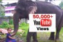'എന്റെ കൊരട്ടി' youtube ചാനലിലെ ' ഇമ്മിണി ബല്യ ഒരു ആന' വീഡിയോക്ക് 50K വ്യൂസ്