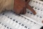 യു.കെയിൽ നിന്നെത്തി ട്രെയിനിൽ ആന്ധ്രയിലേയ്ക്ക്​ പോയ 50കാരിക്ക്​ ജനിതകമാറ്റം സംഭവിച്ച കൊറോണ ബാധ