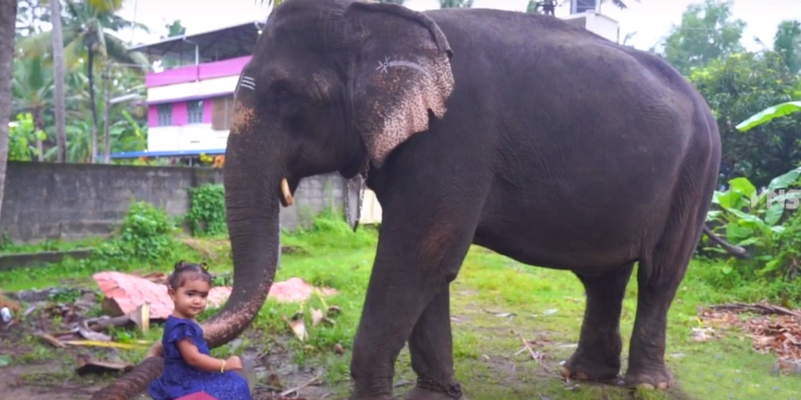 ഒന്നര വയസുകാരിയുടെ കൂട്ടായി ഇമ്മിണി ബല്യൊരു ആന - വൈറൽ വീഡിയോ