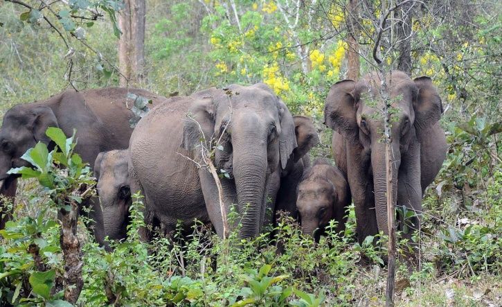 ആനകളുടെ എണ്ണം കേരളത്തില്‍ വര്‍ധിക്കുന്നുവെന്ന് ആന സെന്‍സസ്