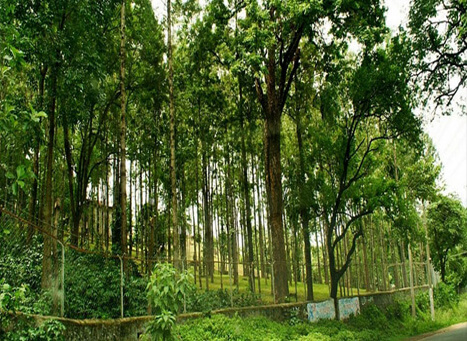 മറയൂർ ചന്ദനവിത്തിന് റെക്കോർഡ് വില