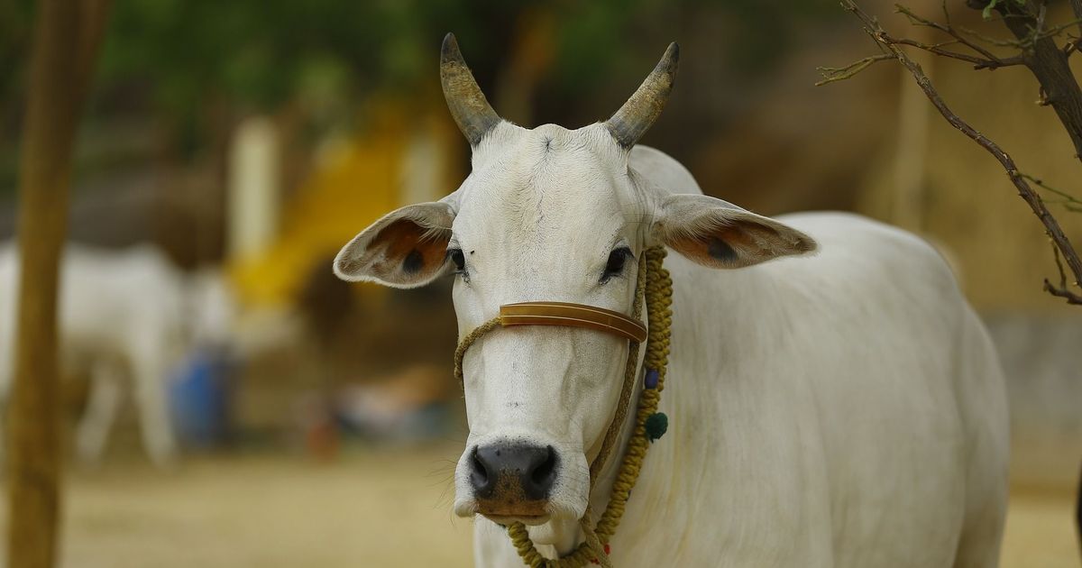 ഗോവധം നിരോധിച്ച് കർണാടകം; ലംഘിച്ചാൽ ഏഴു വർഷം വരെ തടവ്